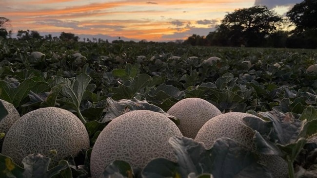 Close-up of musk melons in a farm.